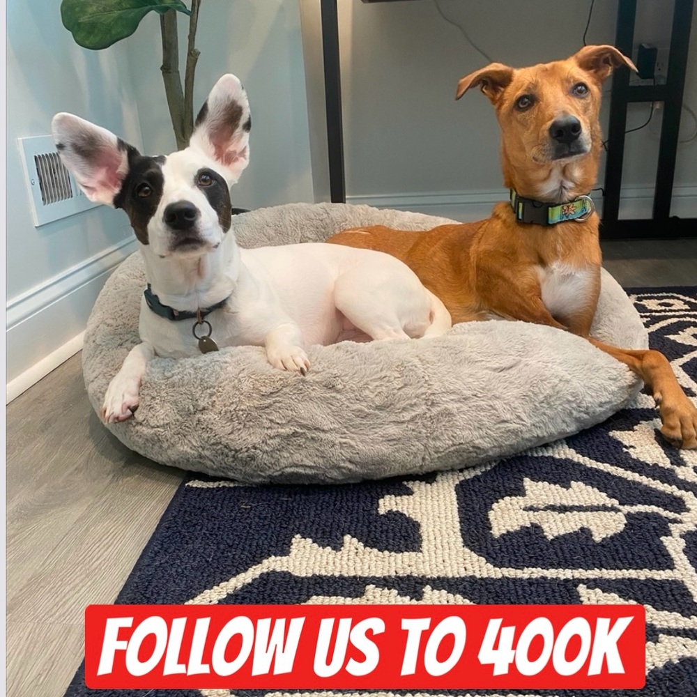 FOLLOW US TO 400K  🌟🌟🌟 THANK YOU ❤️✨❤️✨❤️ PLEASE TAG & SHARE ❤️❤️❤️